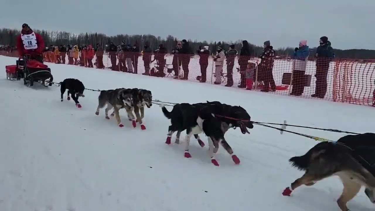 Official Iditarod Restart Live from Willow Alaska