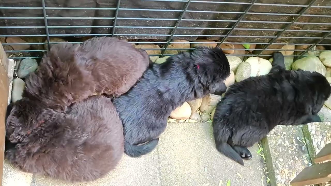 Bärenfels J-Wurf - Umzug in den Welpengarten