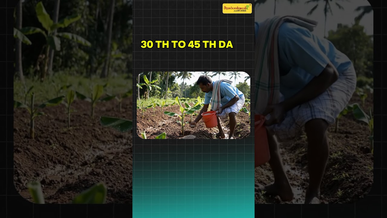 Banana Farming tips #bananafarming#tamilfarmer#farmingtips#agriculturelife#FarmersOfIndia #thenifarm