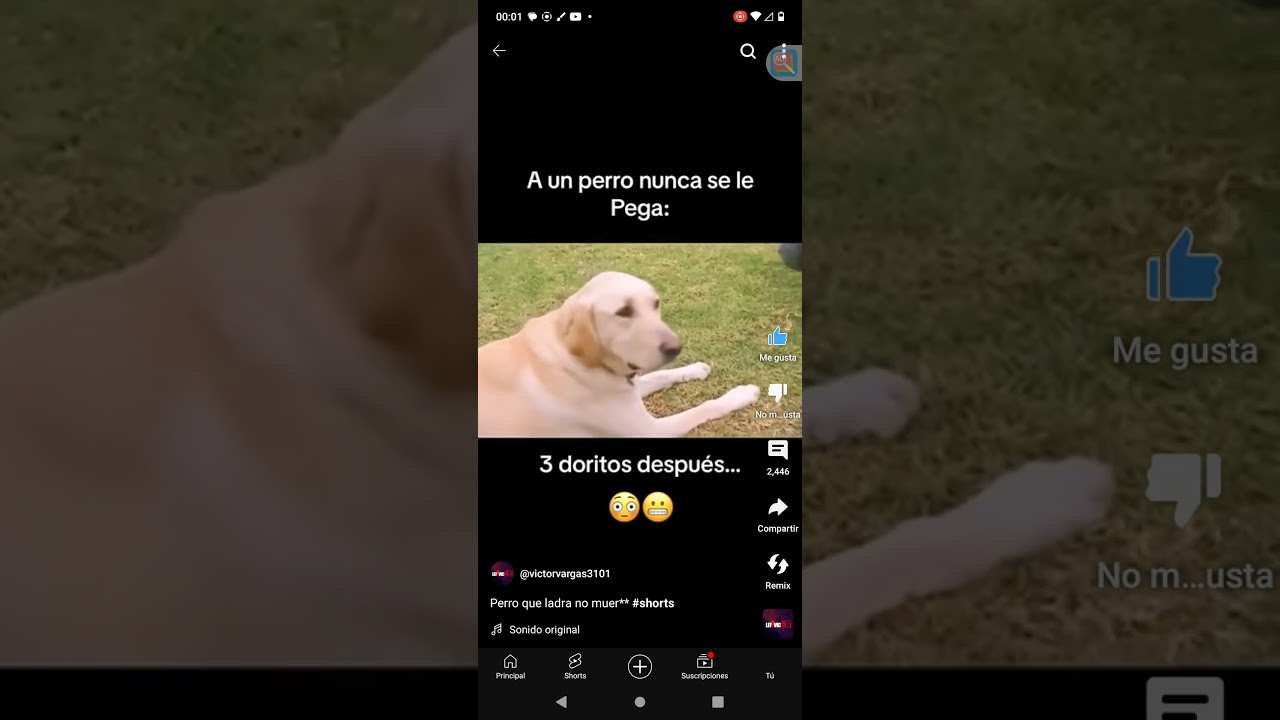 el perro activo el mío do tinoamerica