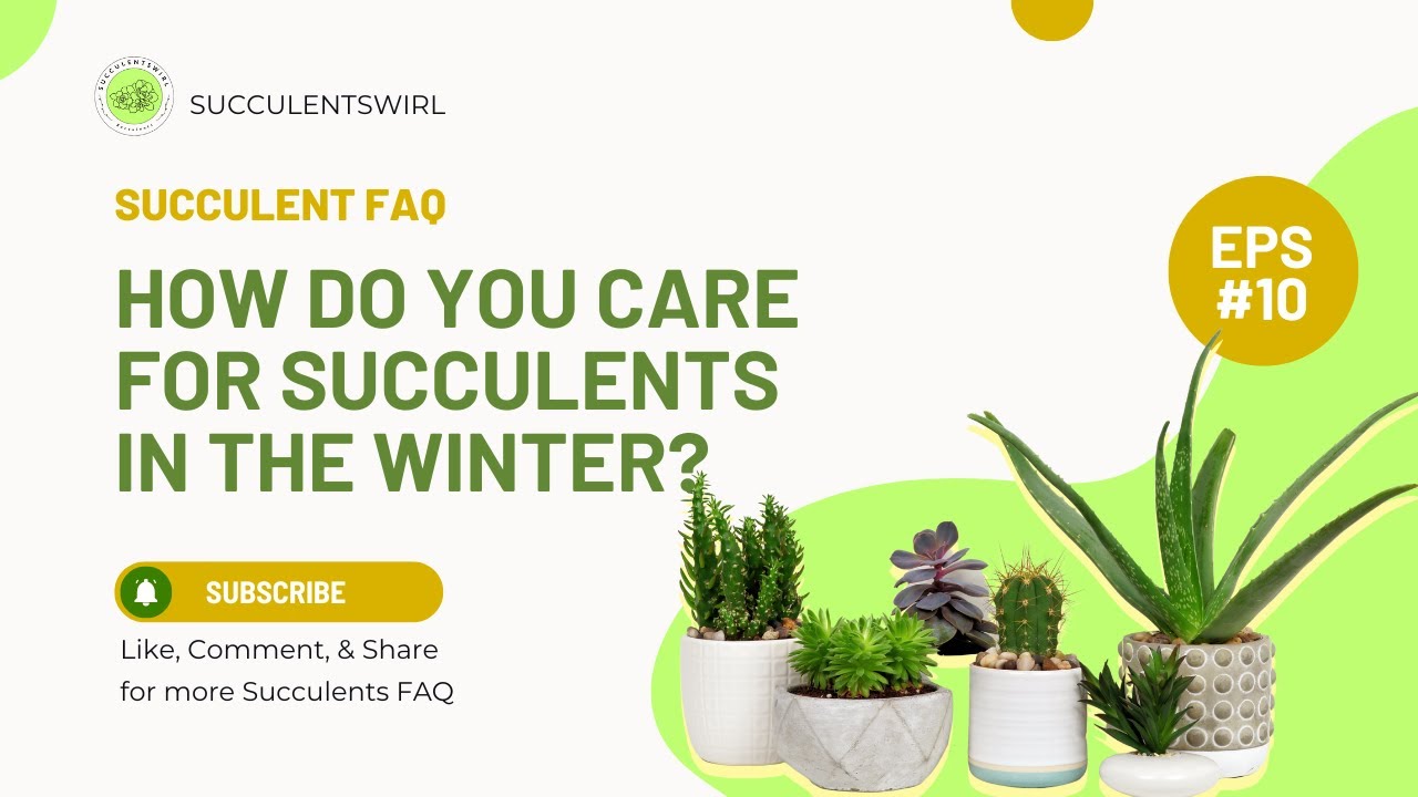 How do you care for succulents in the winter?
