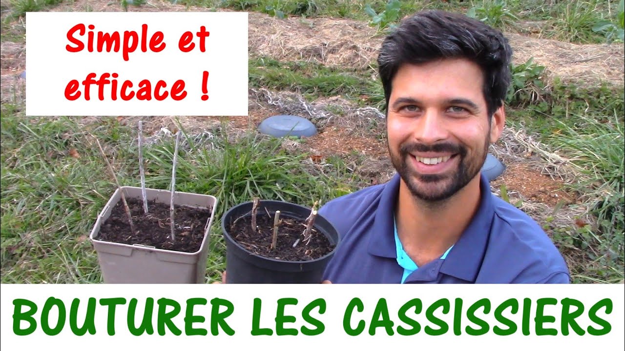 BOUTURER LES CASSISSIERS