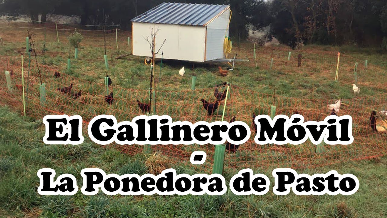 Gallinero móvil con ruedas para producir huevos de pasto