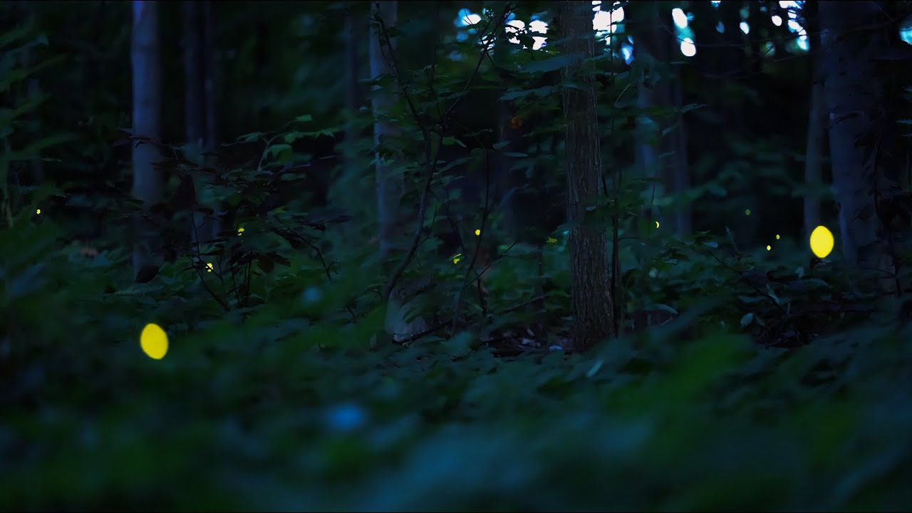 ✨ Fireflies in Ottawa, Ontario
