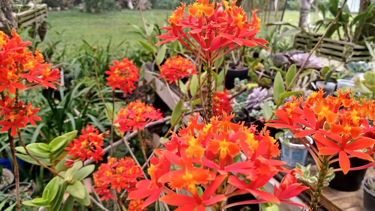 quer ter um epidendrum cheio de flores?~ então vc precisa assistir esse vídeo