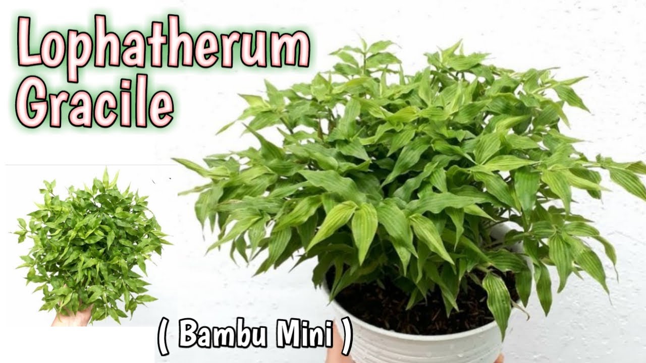 Tanaman Hias Lophatherum Gracile Brongn ( Rumput Bambu )