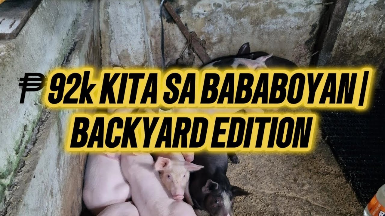 KUMITA NG ₱92K SA BACKYARD HOG RAISING | ACTUAL NA GASTOS AT EXPERIENCE 