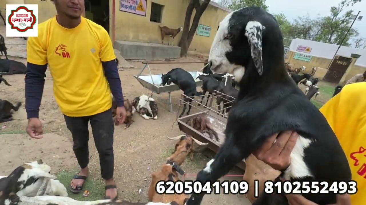 6 साल की मेहनत ने बनाया झारखण्ड का सबसे बड़ा बकरी फार्म Goat Farmingके लिए देते हैCross Breed बकरियाँ