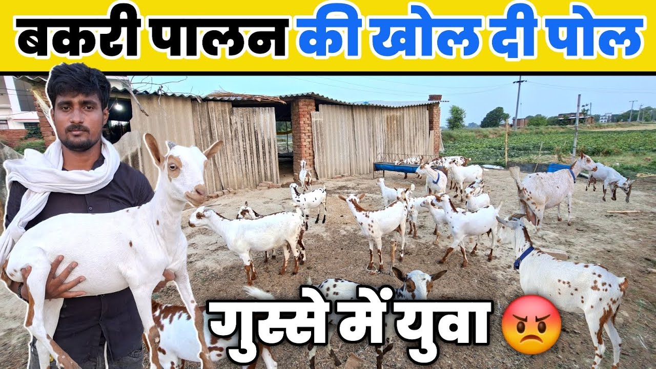 बकरी पालन की सच्चाई बता दिया | Goat farming