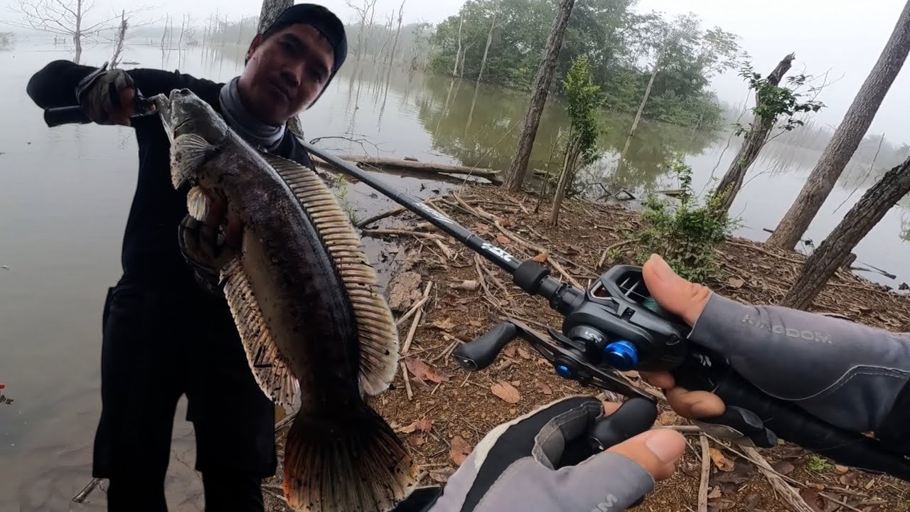 ชะโดพาไปพันตอเกือบไม่ได้ วัดแม่คอกปลาช่อนลอยมาเลย #ตกปลาช่อน #ตกปลาชะโด #fishing  #ตกปลาช่อนชะโด