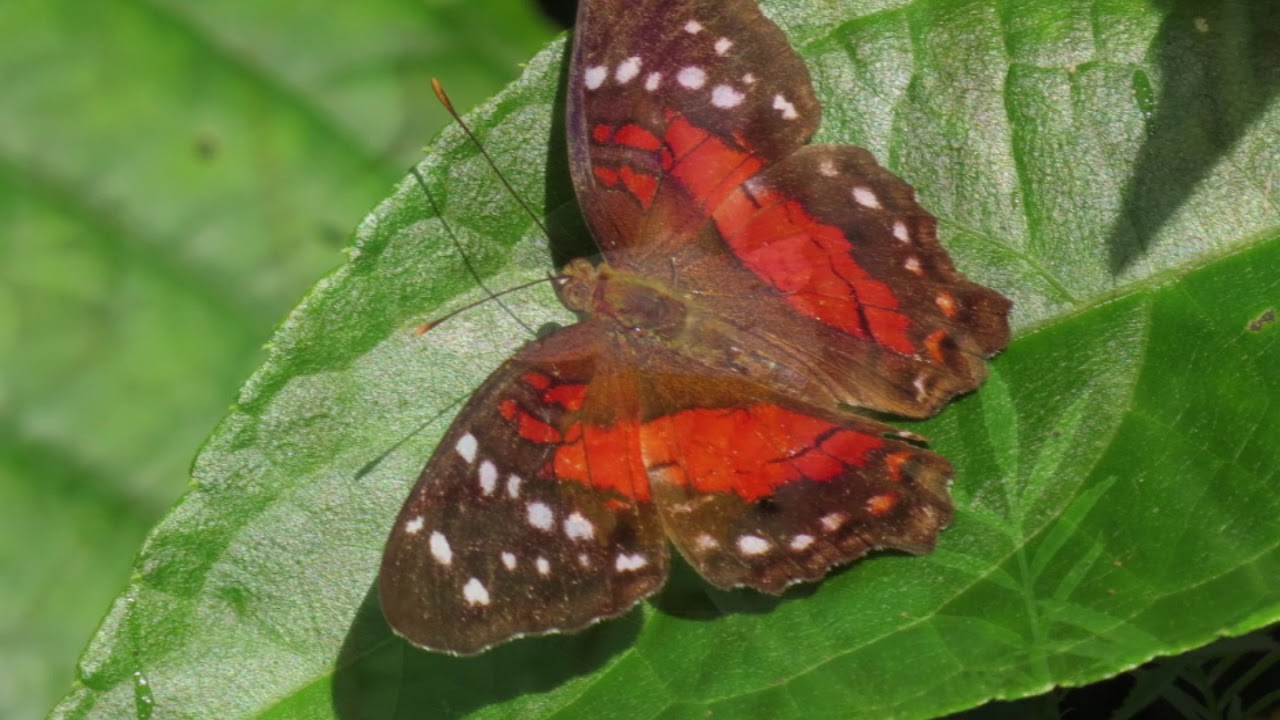 Birdwatching in Trinidad 2020 - Asa Wright Centre - Part 2