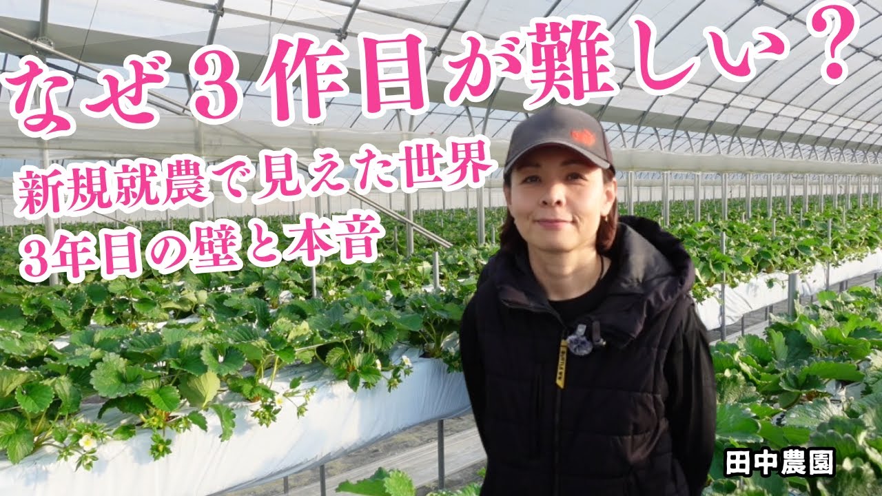 イチゴ農家3作目の挑戦｜古都華の品質管理とデータ化の必要性とは？非農家出身から見た農業界の現状【田中農園インタビュー】