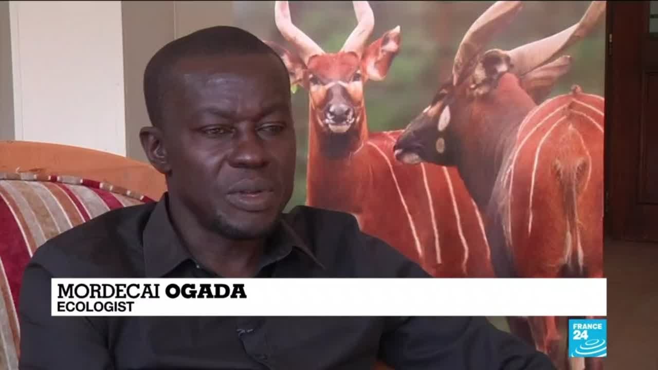 Wildlife: Kenya trying to save its mountain bongos
