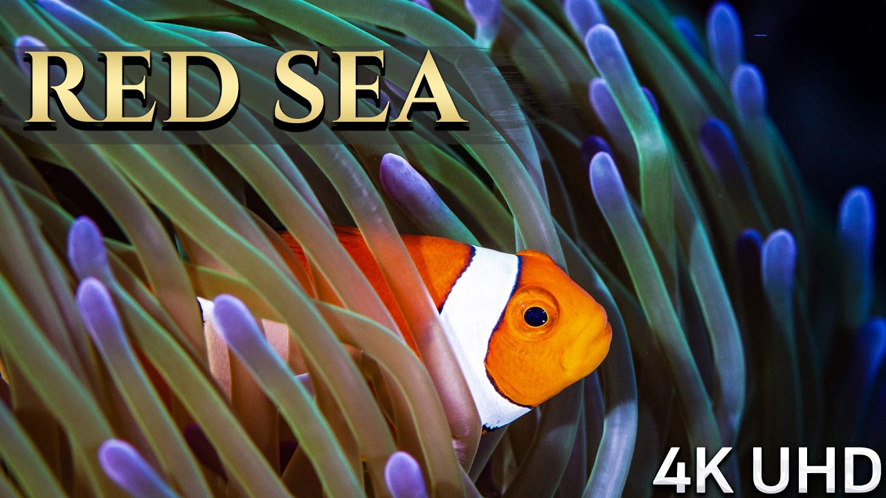 Diving into Wonder: Red Sea Marine Life in Motion 4k