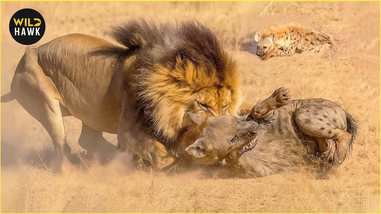 The Most Amazing LION Attacks Ever Caught on Camera | Animal Fighting