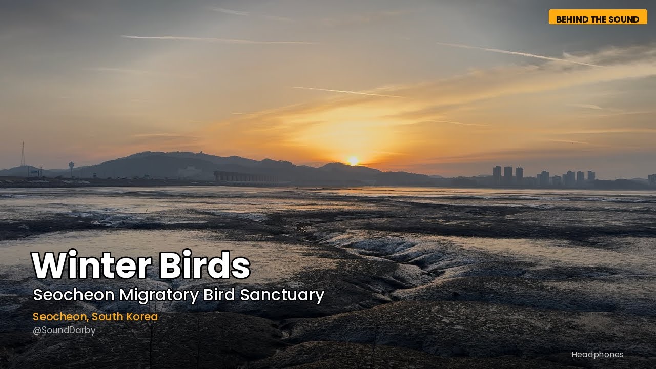 Winter Birds of Seocheon | Chungcheongnam-do, Korea (서천 철새도래지)
