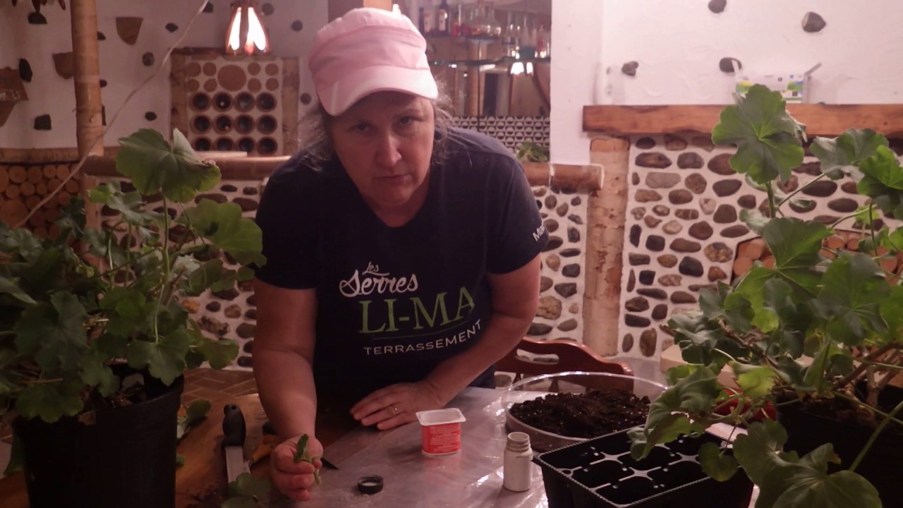 Comment bouturer un géranium - capsule hebdomadaire 2017 - Marthe Laverdière