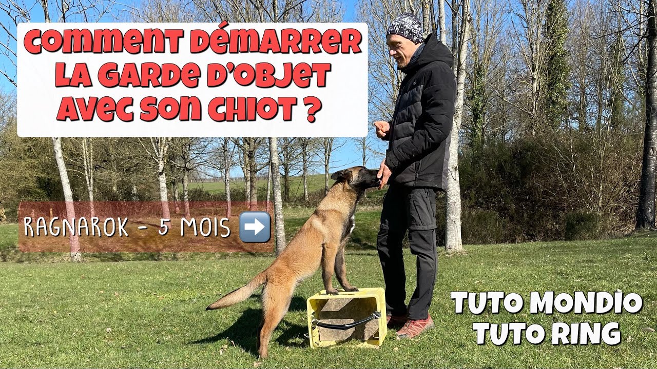 Je démarre la garde d’objet avec mon chiot - TUTO ring - TUTO mondioring - je partage mes techniques