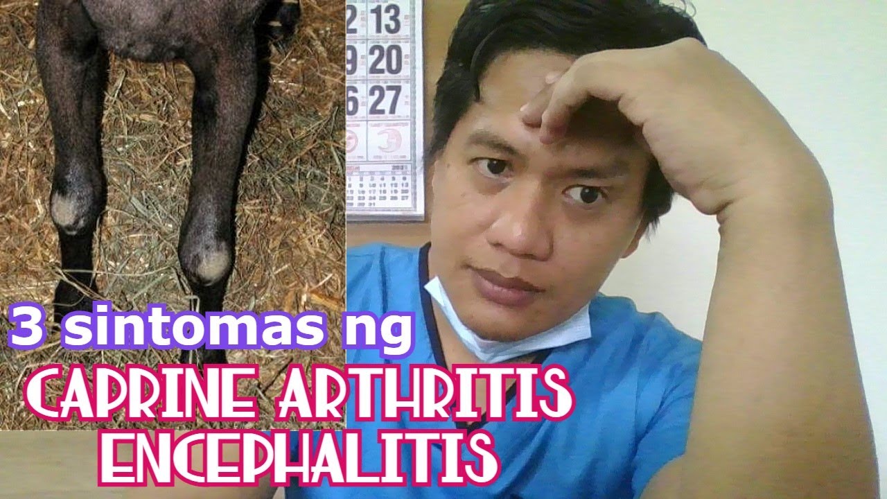 Tips sa CAE sa Kambing ~ Paano maiwasan at may gamot ba ito? ~ Caprine Arthritis Encephalitis
