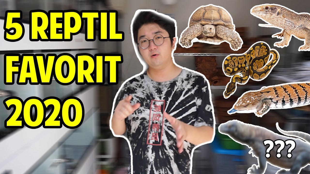 5 REPTIL FAVORIT 2020 ! APA AJA YA ?