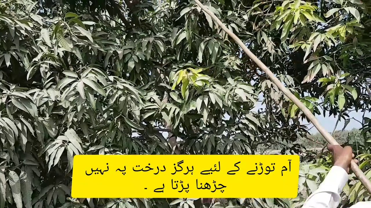 mirpur khas Aam ke Bagg