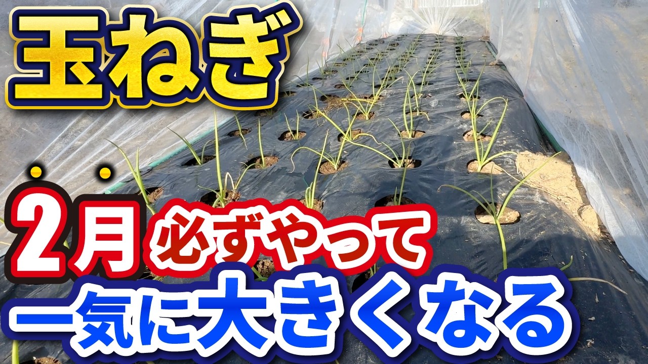 【2月必須】玉ねぎを大きく育てるための3つの重要作業
