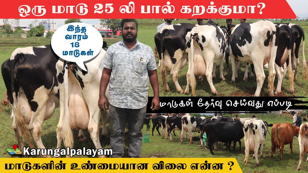 25 லிட்டர் கறவைக்கொண்ட HF மாடுகளின் உண்மையான விலை? | கருங்கல்பாளையம் சந்தை Erode Mattusandhai