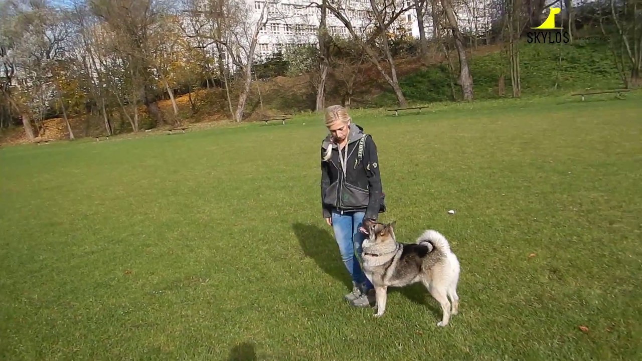 SKYLOS - Elkhund Szary - posłuszeństwo - trening obedience
