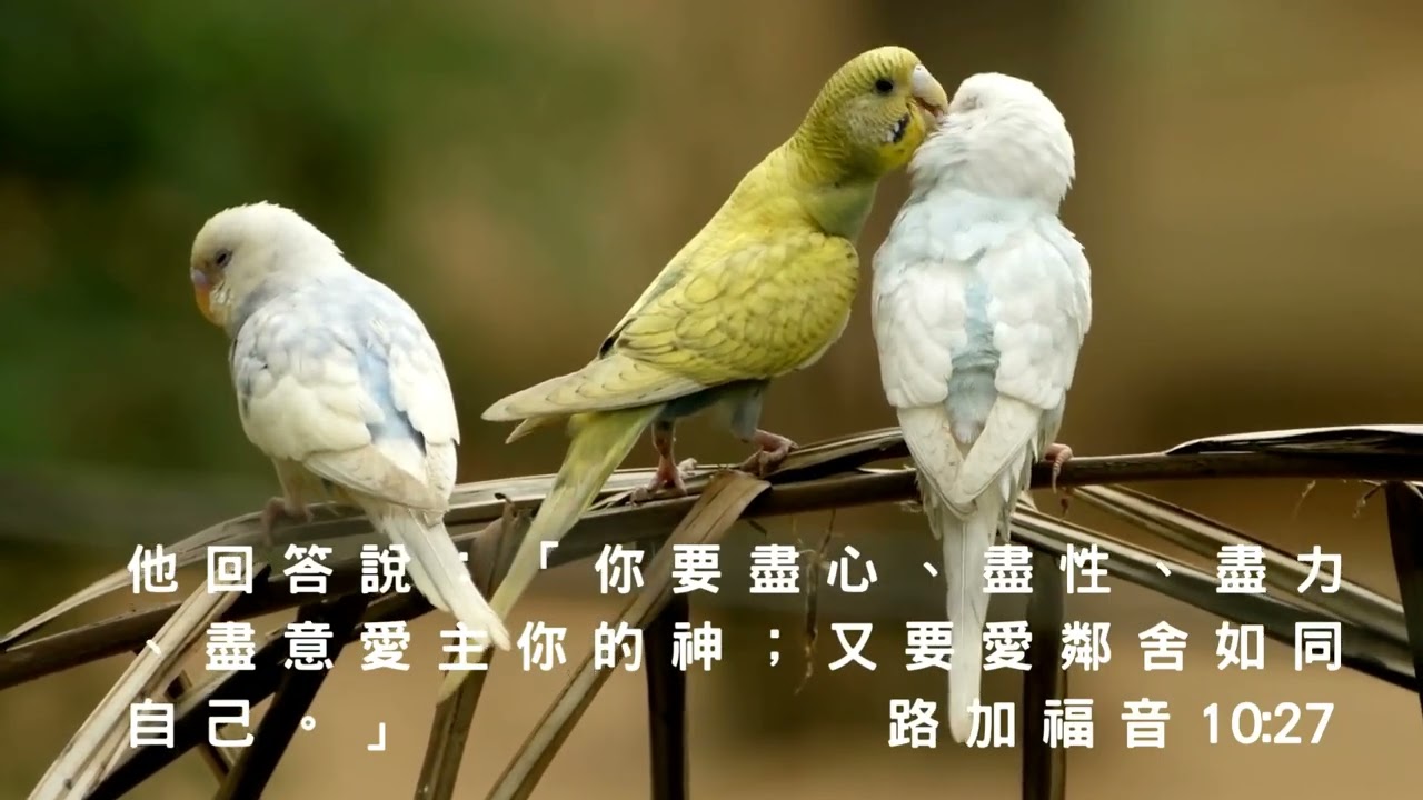 藍色獅子詩歌原創-熱情活力系列09-耶穌一直愛著你