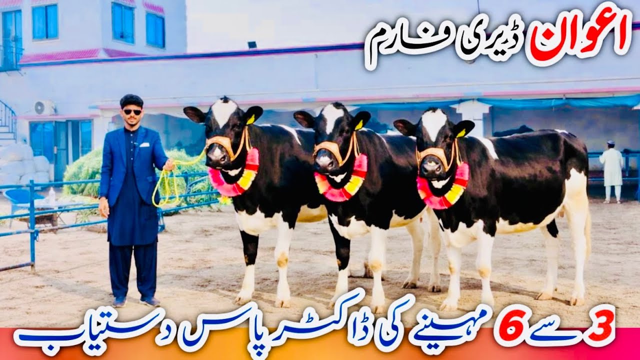 Awan Dairy Farm | Top Quality Imported Heifers | High Milk Potential 🐄