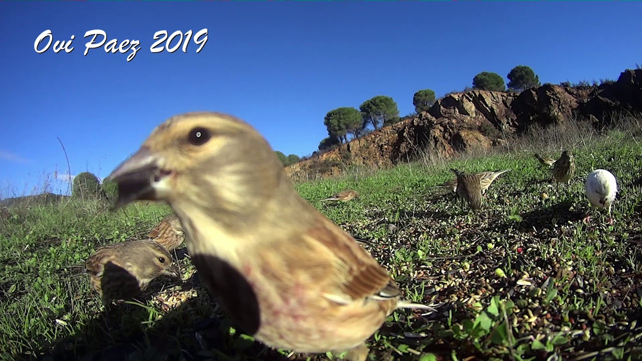 Pardillo blanco 2019 nuevas imagenes