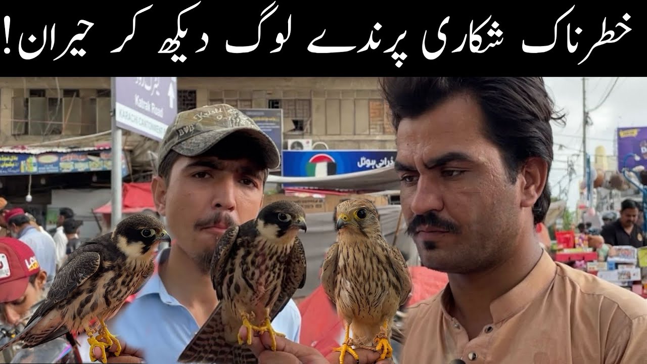 Saddar Birds Market Baz Shikra RingNeck Buggies Latest Update 5-10-2025 in Urdu/Hindi