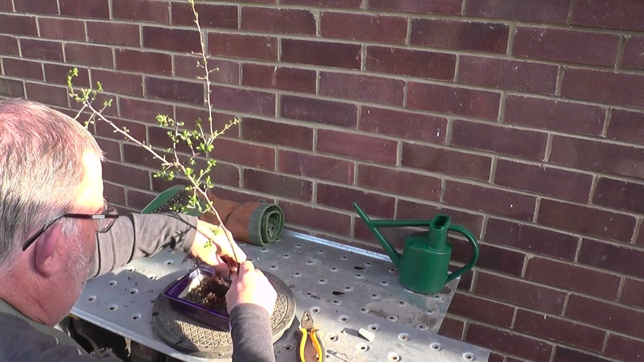 Blackthorn Root Cutting And Blade Sharpening