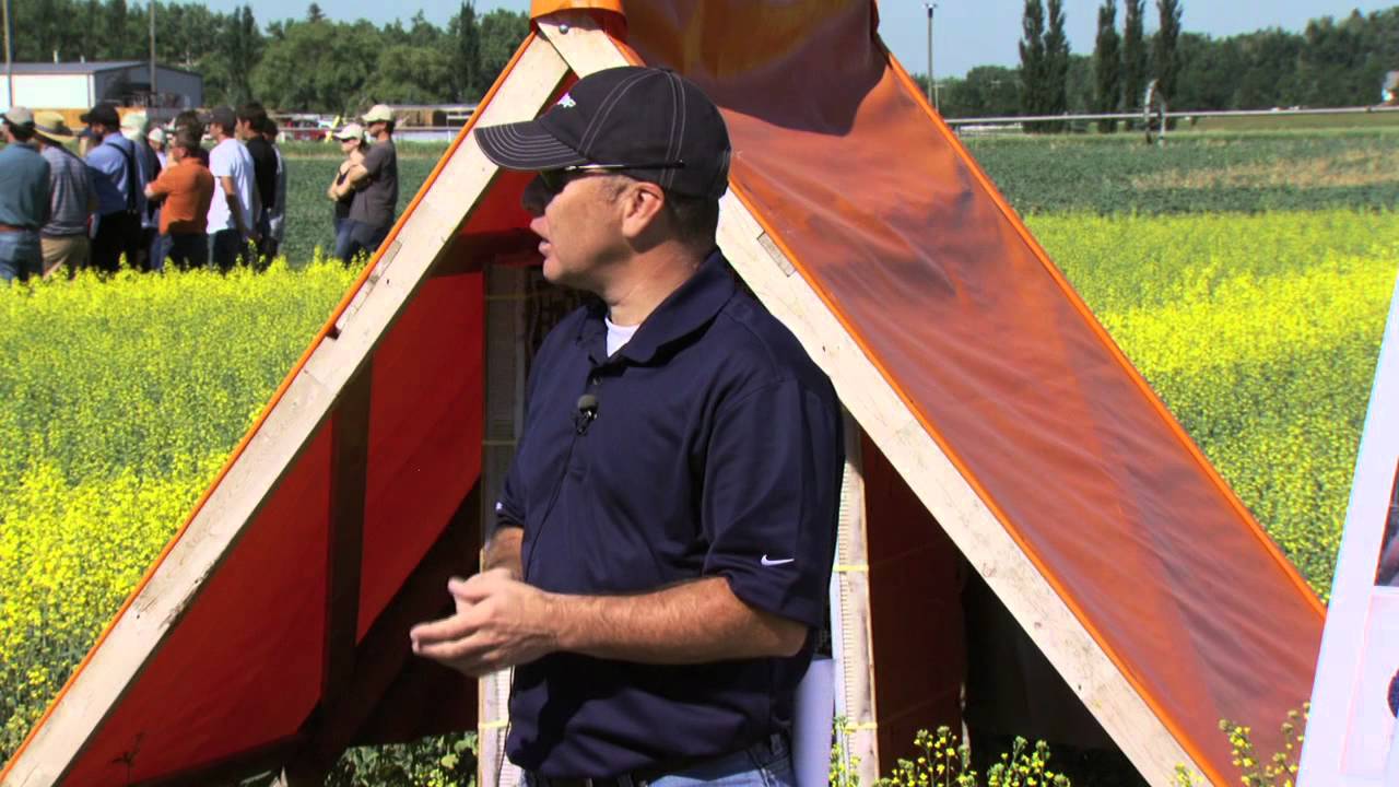 Hybrid Canola Seed Production - Farming Smarter Field School 2011