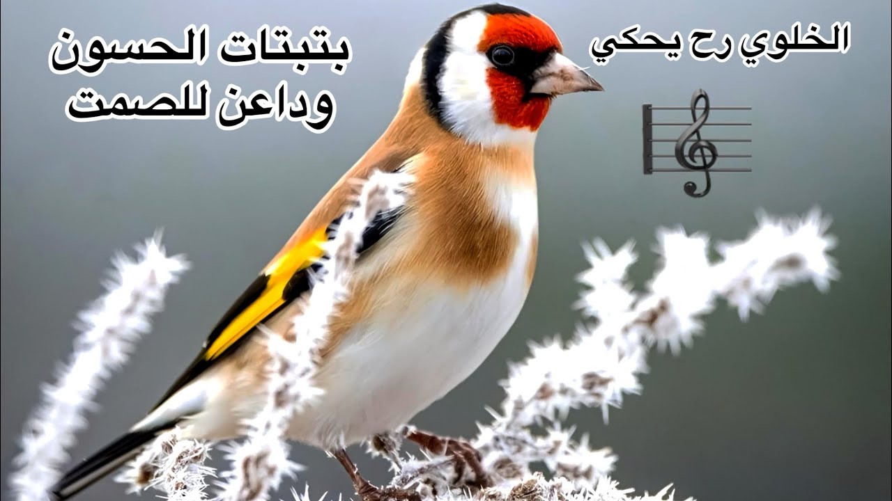 بتبتات