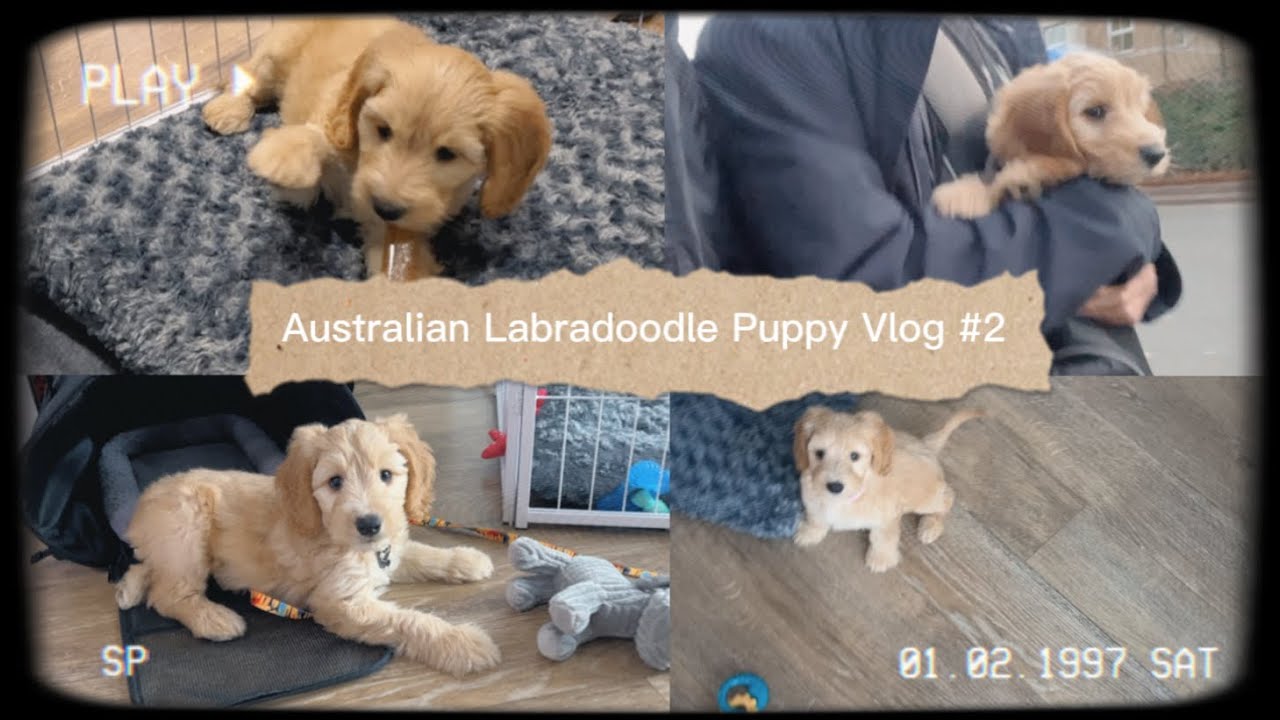 Australian Labradoodle Puppy Vlog | Settling in, Socialising, Feeding and Bedtime Routines