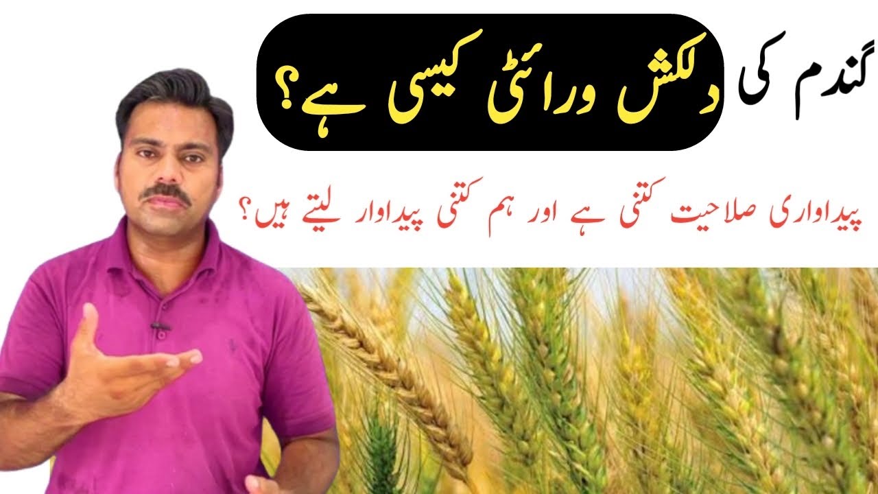 Dilkash 21 wheat variety performance review in field | Abid Ali Agrarian