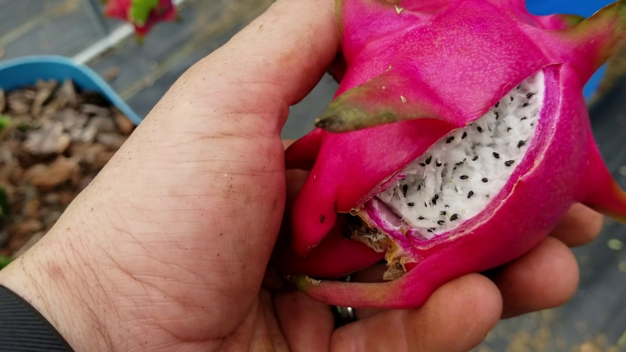 White Flesh Dragon Fruit tour