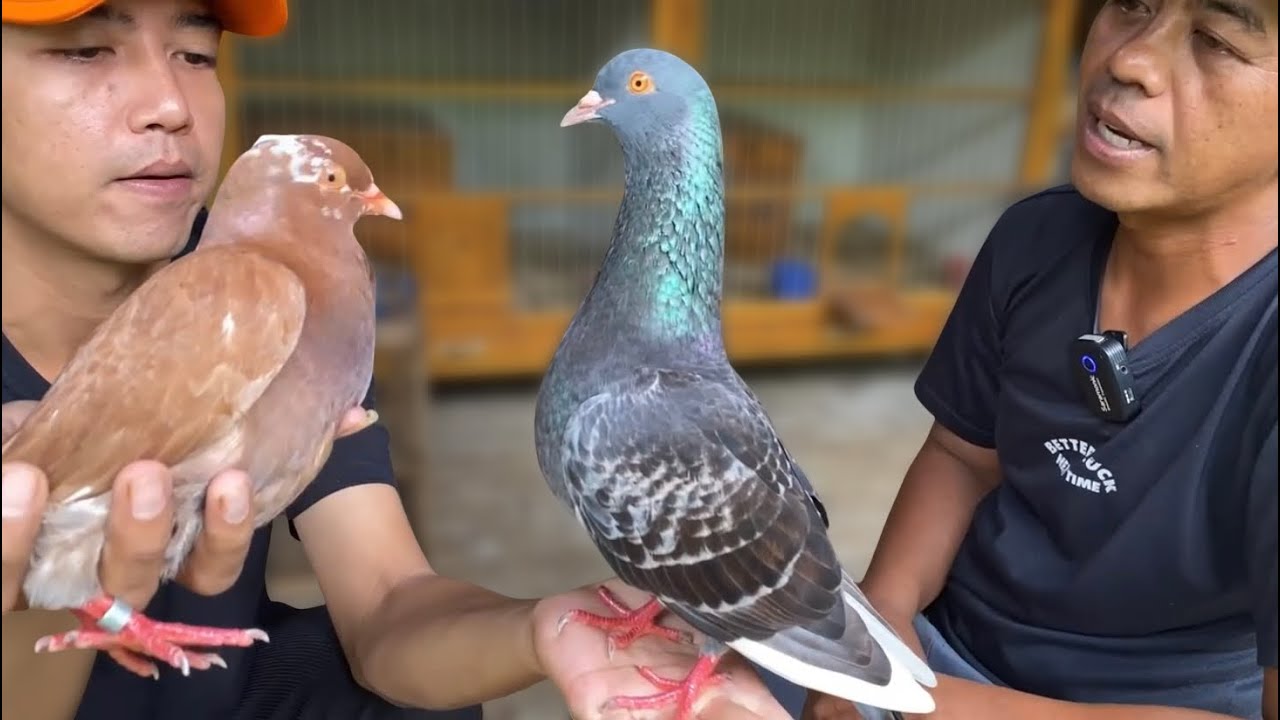 MR KIM MERPATI SIAPA SI SEBENARNYA??!