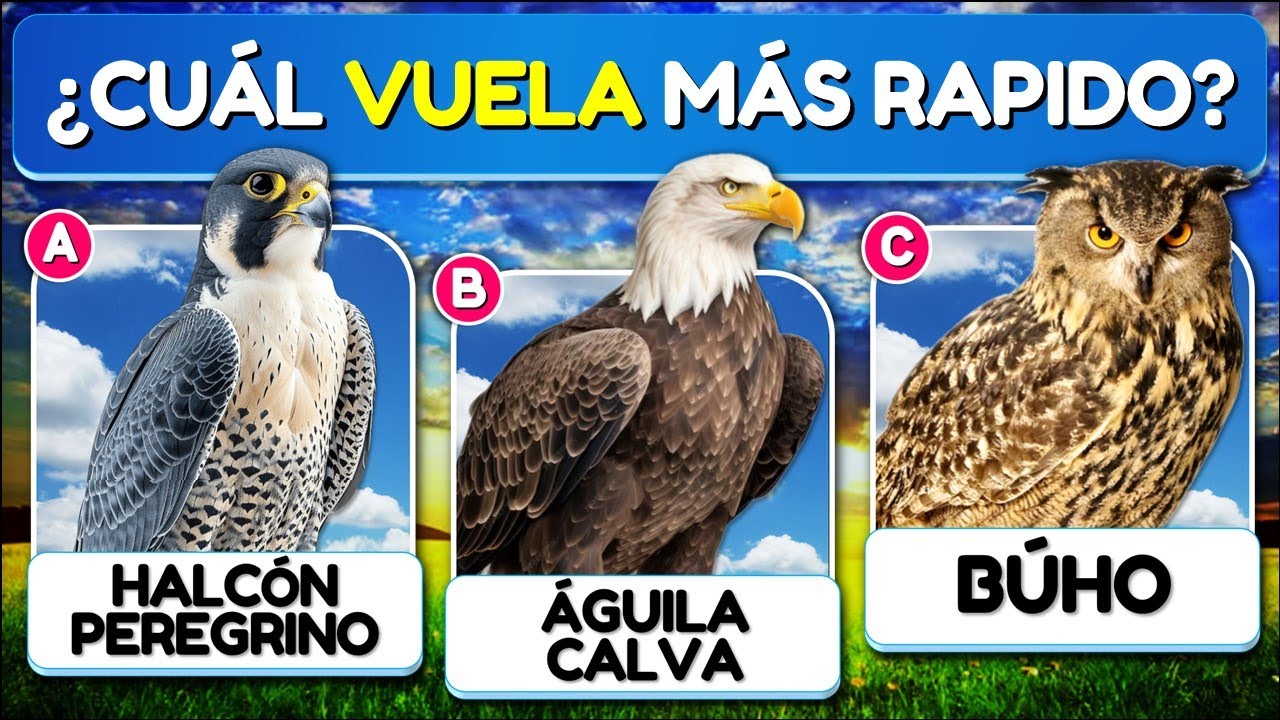 ✅31 Preguntas Sobre las 
