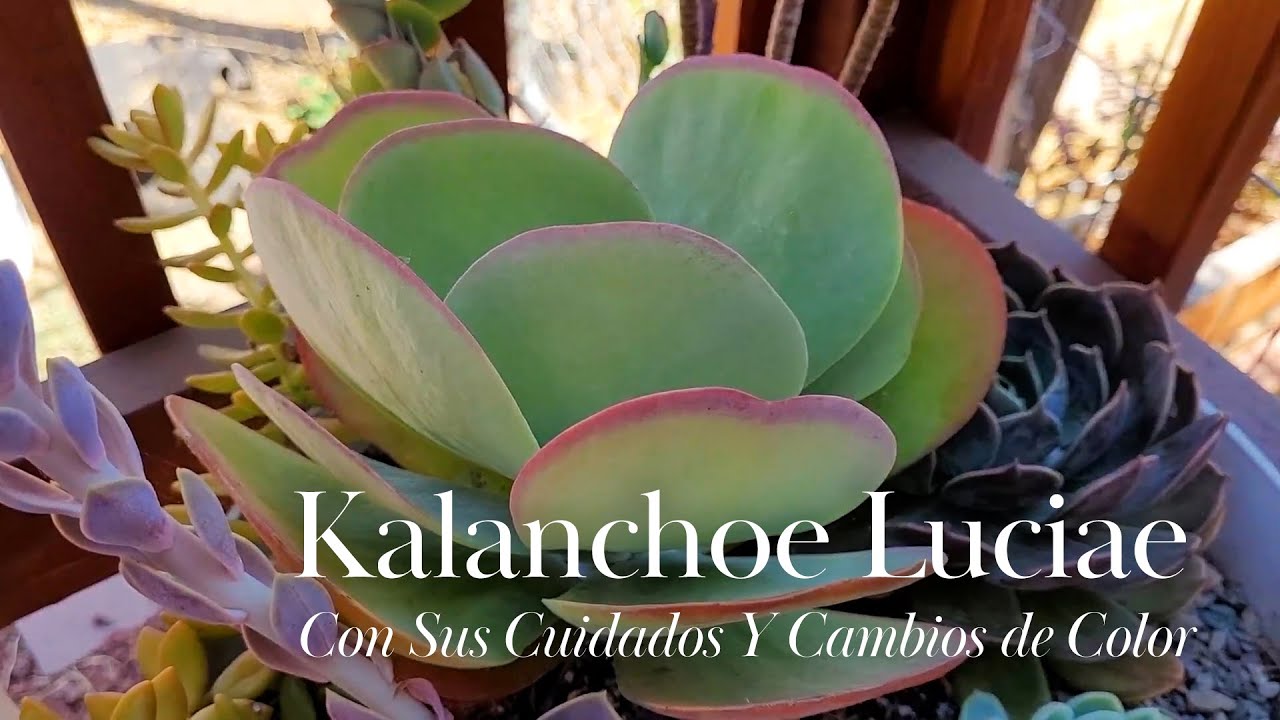 Kalanchoe Luciae con Sus Cuidados Y Cambios de Color