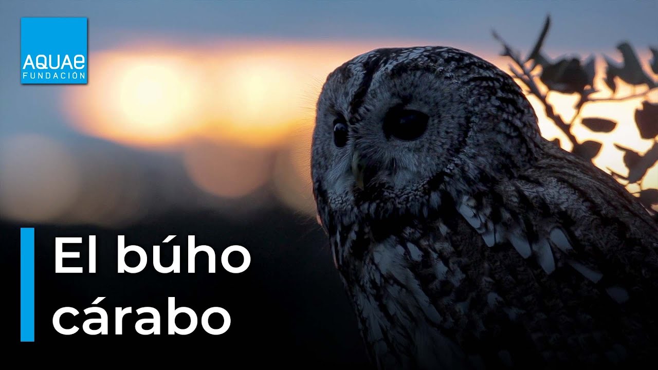 El BÚHO CÁRABO aprovecha el SILENCIO de la NOCHE para CAZAR