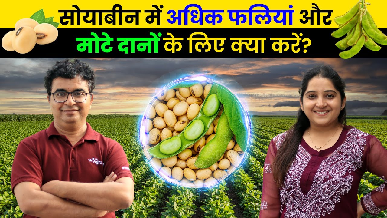 सोयाबीन में दाने भरने🌾 और चमक 🤑 के लिए क्या करें? | Soyabean Ki kheti | AgroStar