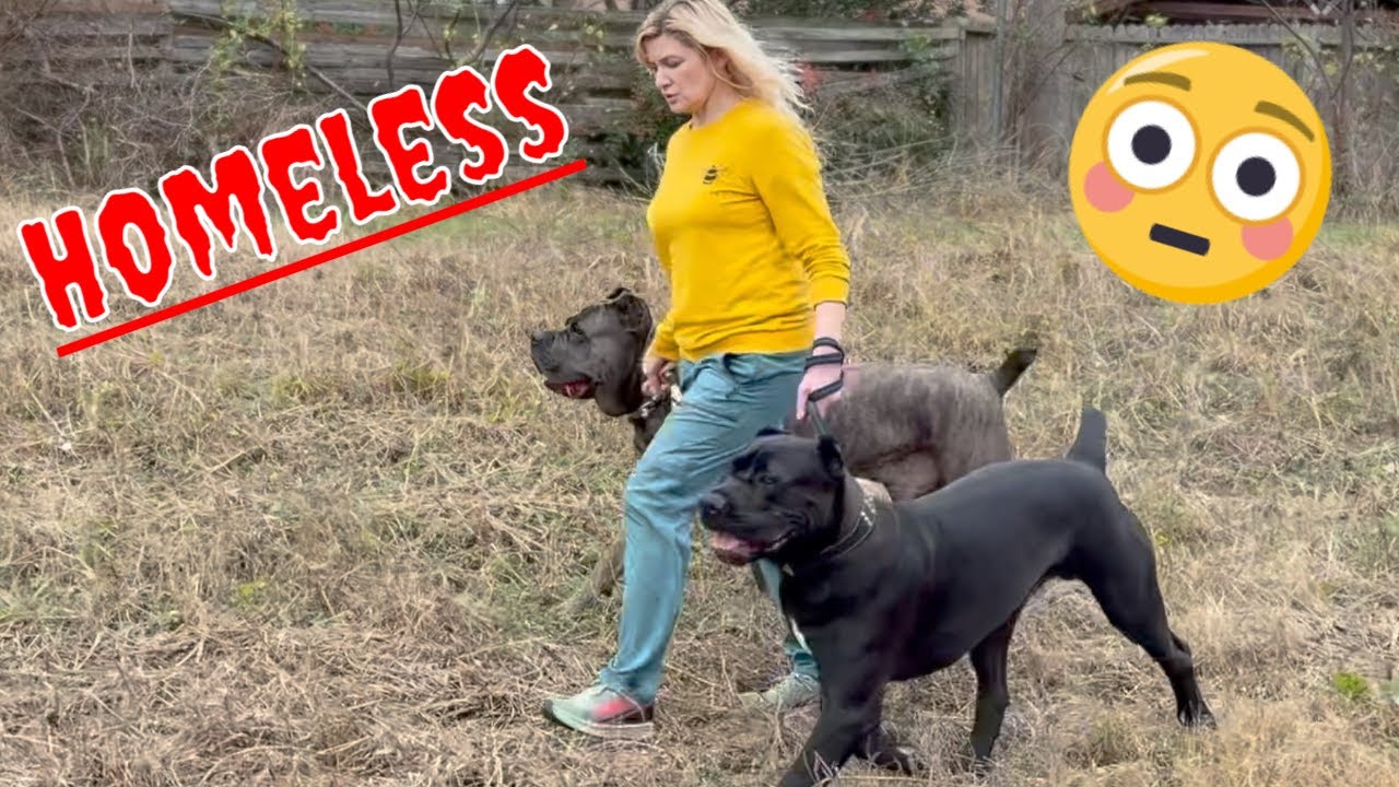 CANE CORSO Dogs PROTECT me while I'm HOMELESS