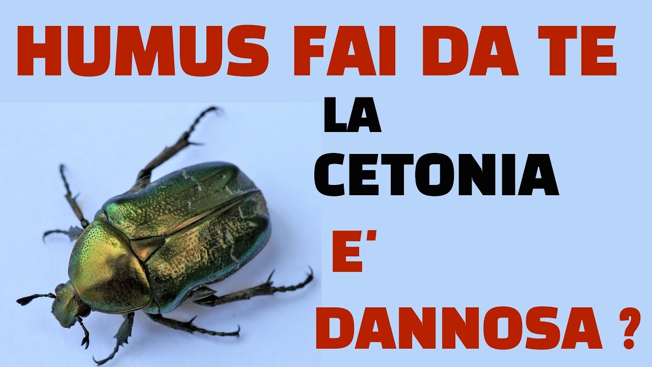 Humus fai da te, le larve all'interno sono dannose?