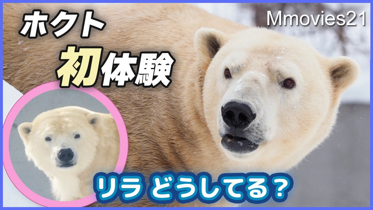 「何してるんだ？」雪下ろしにホクトが警戒・今のリラ〜円山動物園ホッキョクグマ