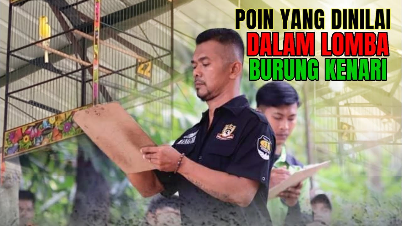 5 POIN YANG DI NILAI DALAM LOMBA KENARI YANG HARUS DI PERHATIKAN PEMULA