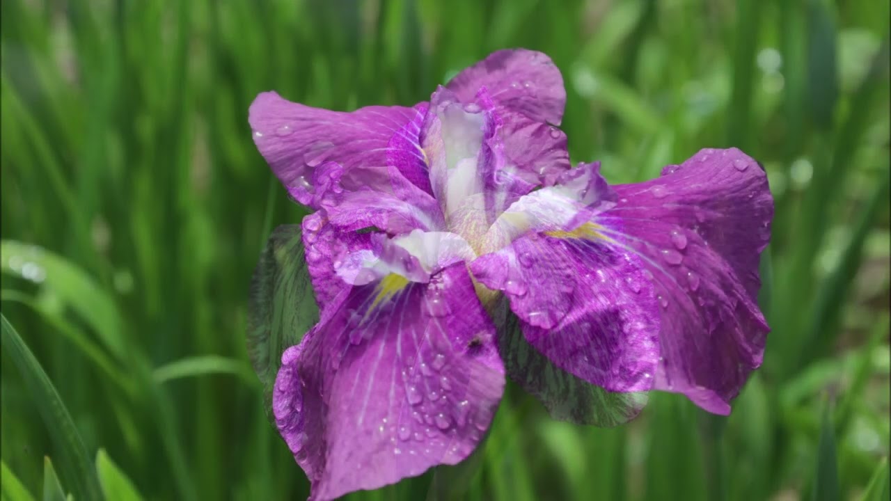 智光山公園薔薇花菖蒲紫陽花20250604 ‐ Clipchampで作成