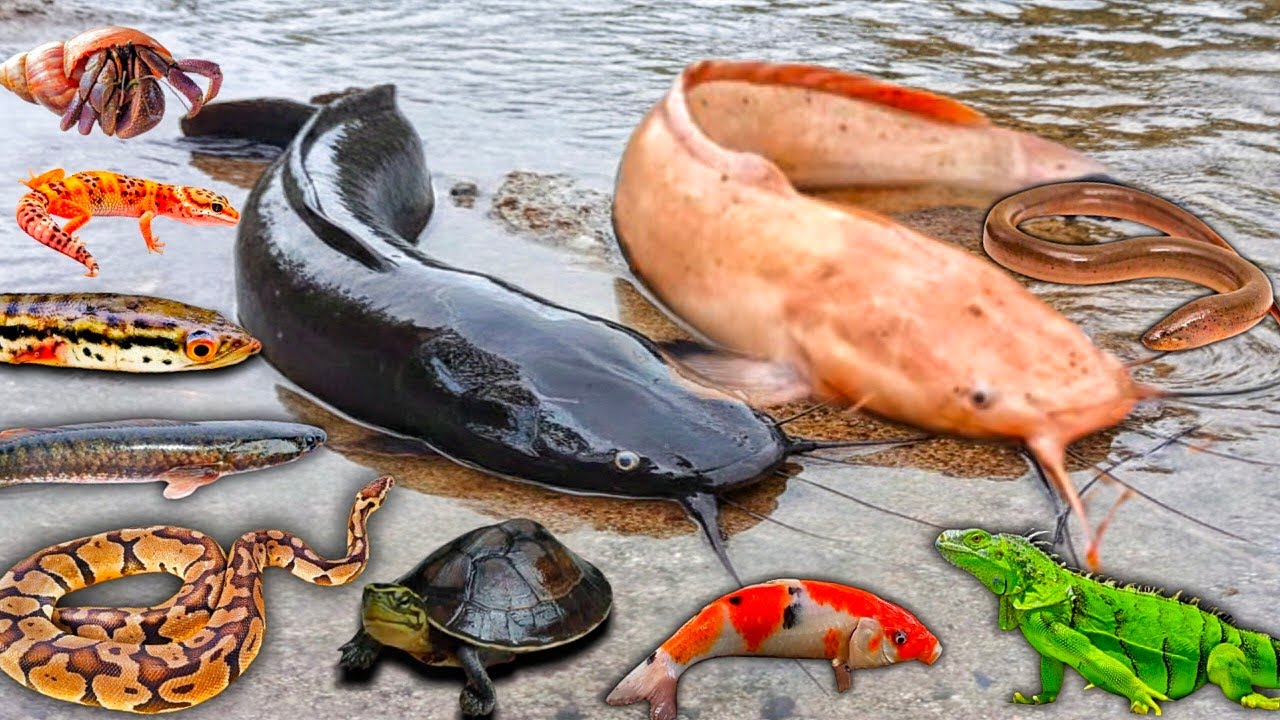 Wow! Tangkap Lele Albino Dalam Lubang, Lele Raksasa, Ikan Gabus, Ikan Hias, Ikan Toman, Belut, Ular