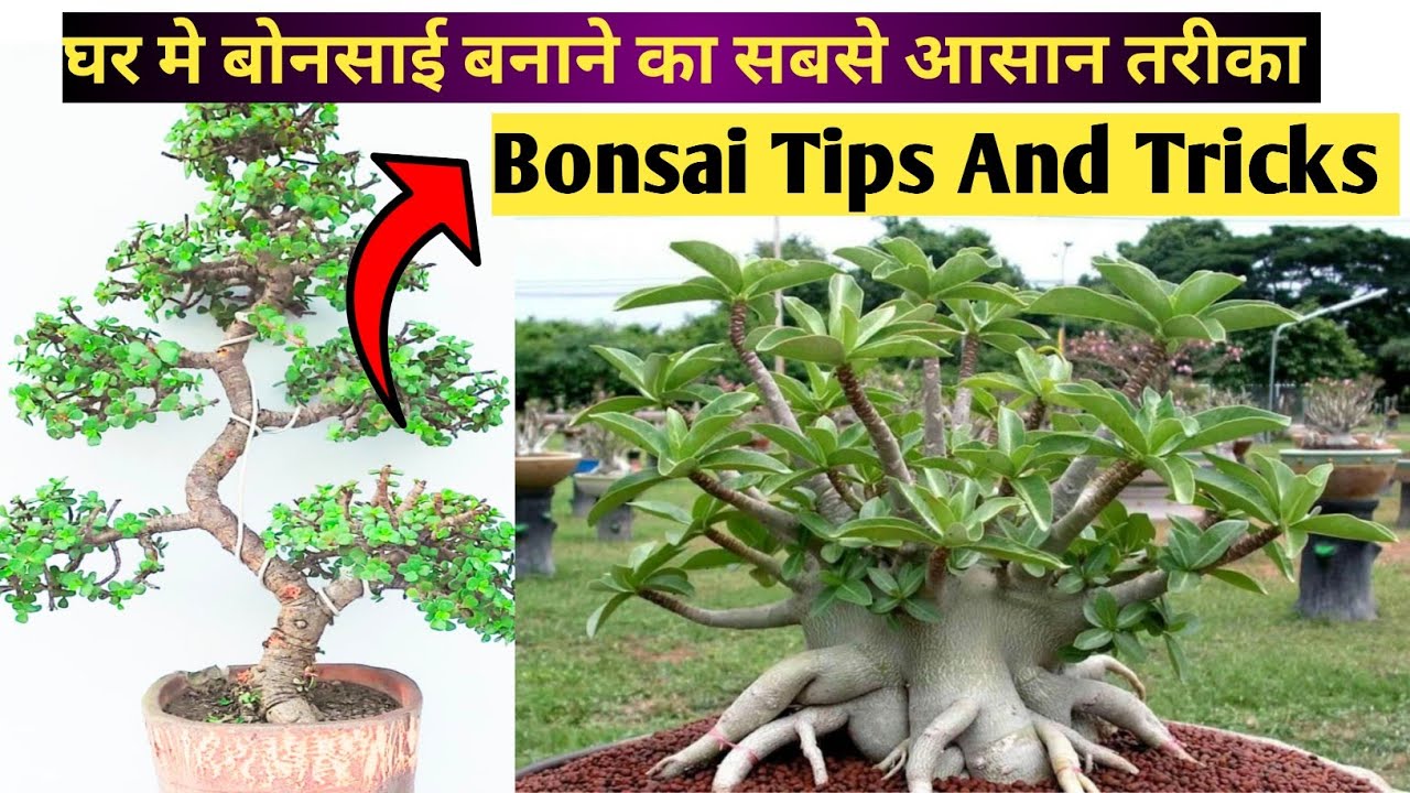 एडिनियम और जेड के पौधे को बोनसाई कैसे बनाए | Adenium Bonsai | Z Plant Bonsai | Jade Plant Bonsai | 